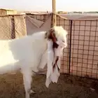 معزا هولنديات