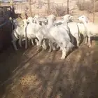 طليان حري