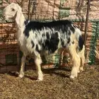 خروف مشروع فحل