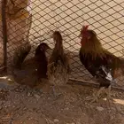 للبيع دجاج بشبكها