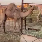 قعود للبيع الاب ولد الحصيني الهرش الام مهجنه منتج