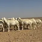 غنم حريات للبيع.