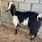 عنز مشروكه.