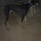 سلوقي سلق للبدل