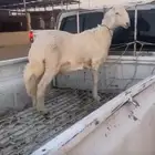 طلي صنف الصنف مشروع فحل الموقع عفيف الطلي كفو ومن خلال معرف