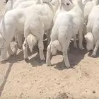 للبيع خرفان كفو شي مجمل شحم وجنوب وأطراف