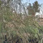 شتلات طلح الفتنه