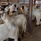 سواكني جدعان جبر