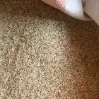 بذر هيبان البيه في حائل ابوغيل