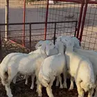 رخال
