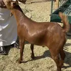 جفران للبيع