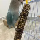 ببغاء روز اليف جدا