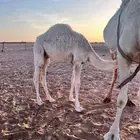 قعودين قصب كفو مغلقه