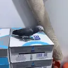 ببغاء كاسكو