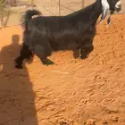 عنز عارضية صنف نادر خصمم