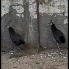 فروخ طاووس