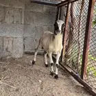 للبيع رخل بلدي
