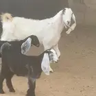 معزا ولد للبيع