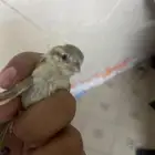 للبيع مع القفص بي 60