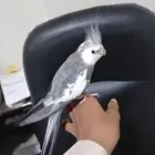 طائر كروان اليف هولندي