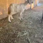 رخل صنف دافع