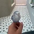 روز هدد داخل خارجي