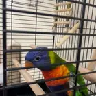 لوري رينبو صبغه قويه