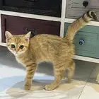قط للتبني British Shorthair Golden Tabby