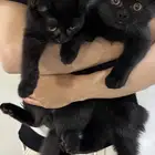 قطتين ذكور للتبني