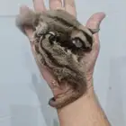 شوقر قلايدر