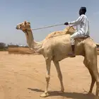 ركبي وقليصة هجن