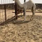 حوار اوضح فردي جده الحاكم