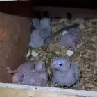 فروخ كنيور يلو سايد