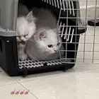 قطط للتبني