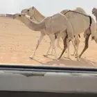 عشرا حدرها بكره كفوو