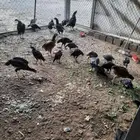 دجاج باكستاني