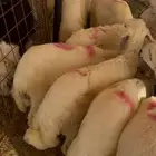 حريات للبيع