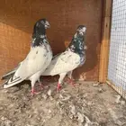 زوج تيدي حار