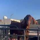 فحل معزاء