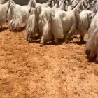 مراح معزاء عوارض كريميات وبيض نوادر تم البيع