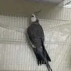ذكر كروان منتج شوط