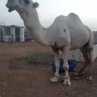 بعير رماني