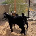 تيوس مخاصي جبرة