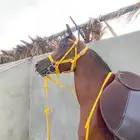 حصان شعبي شييخ