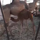 ناقه خلفه حمراء