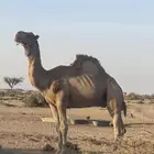 فحل بعير