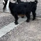 معزا صنف