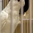 كروان البينو