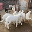 يوجد طليان مناسبات و طليان ثلاجات