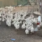 بط عمر 3 شهور 18 ريال البيع جملة